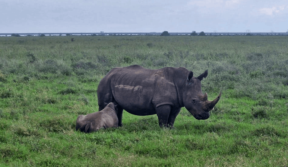Créditos de biodiversidad: Lecciones desde Kenia y América Latina
