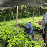 El Vivero Raíces de Peralejo recibe certificación del ICA