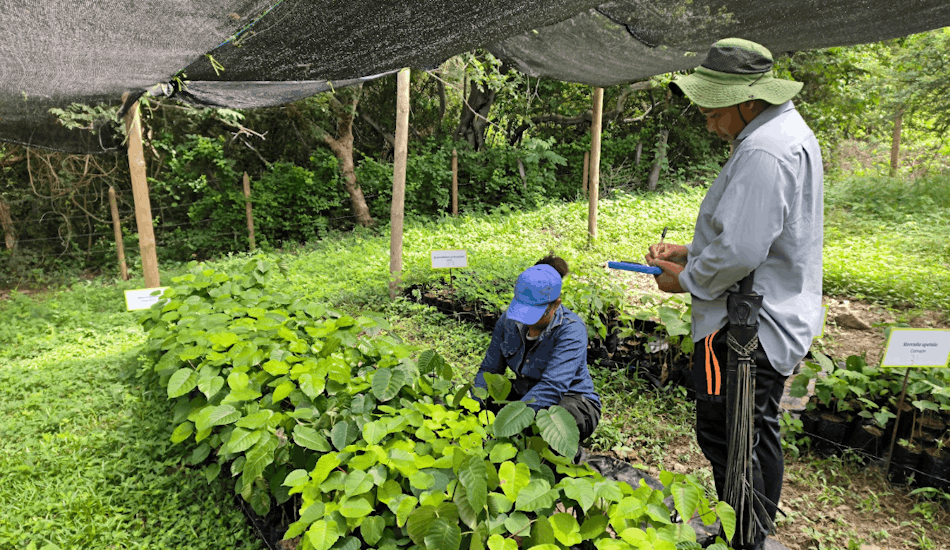 El Vivero Raíces de Peralejo recibe certificación del ICA