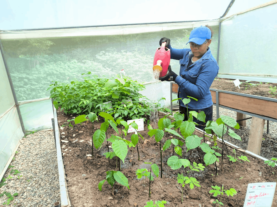 Zona de germinación. Banco de Hábitat La Lope, Cesar, Colombia
