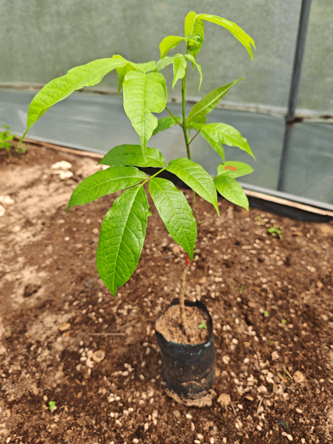 Guaimaro (Brosimum alicastrum). Banco de Hábitat La Lope, Cesar, Colombia.