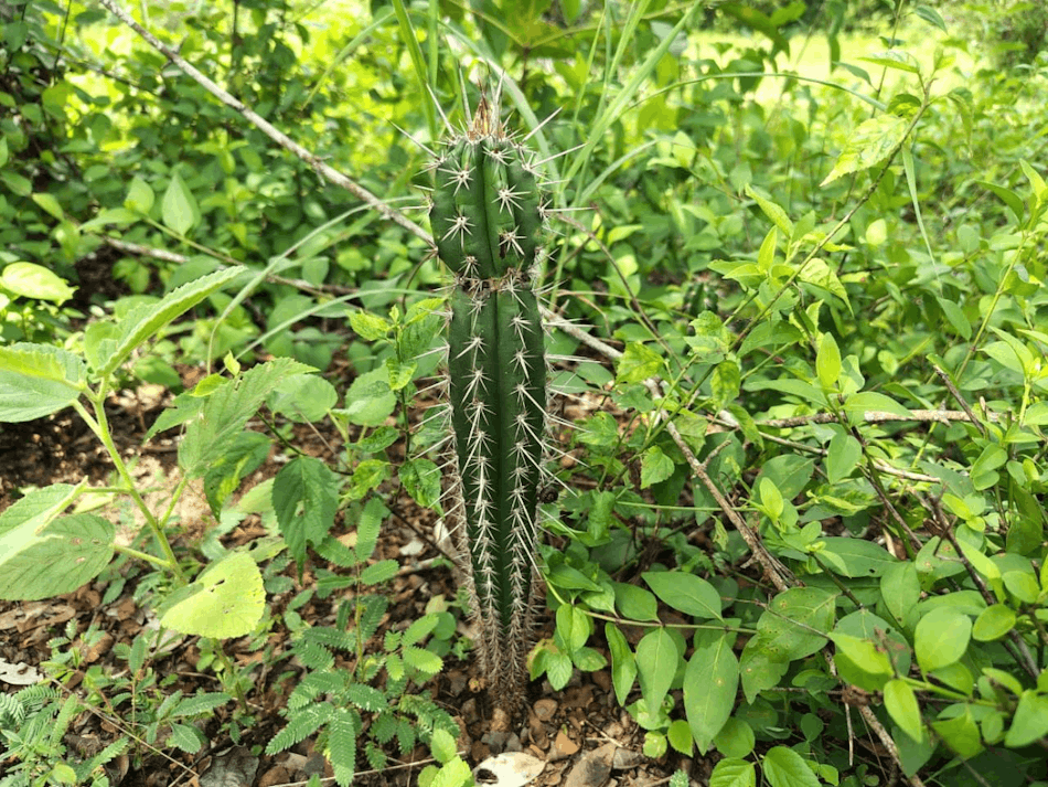 Stenocereus hexagonus.