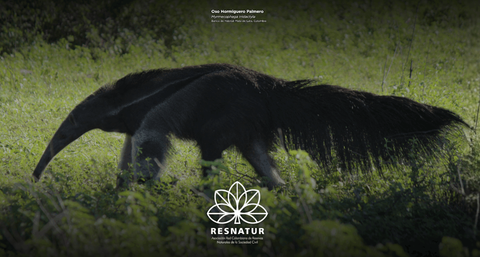 La Reserva Natural Mata de Lata se une a Resnatur