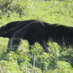 La Reserva Natural Mata de Lata se une a Resnatur