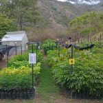 Vivero "El Cucarachero Paisa" recibe certificación del ICA
