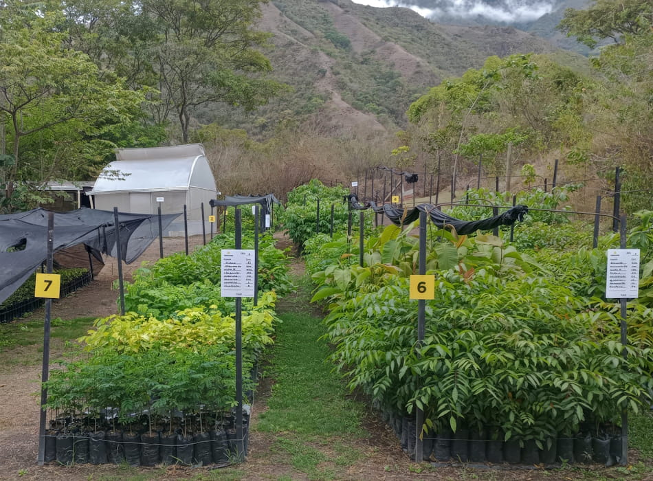 Vivero "El Cucarachero Paisa" recibe certificación del ICA